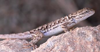 Lizzard that Kyle spotted from trail